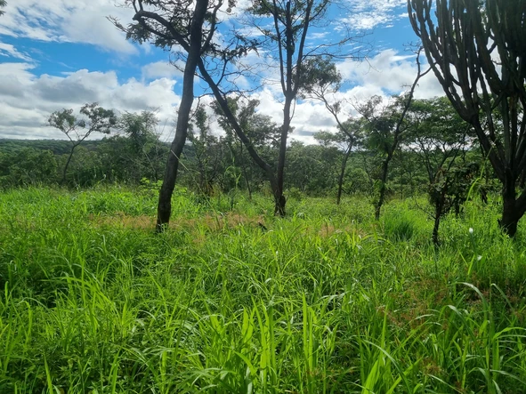 Farm & Agricultural Land