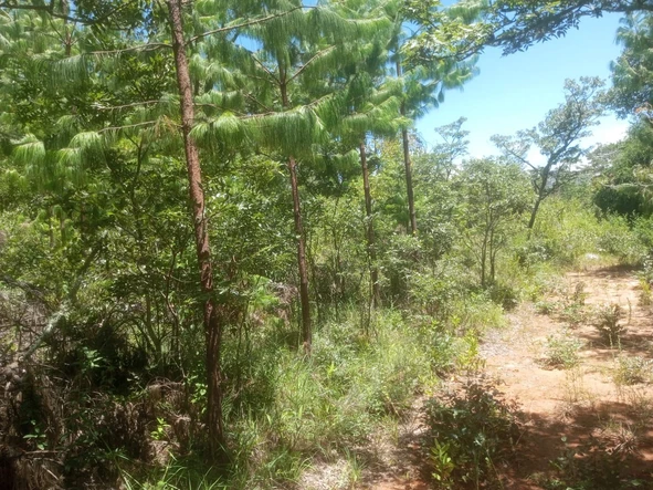 Farm & Agricultural Land