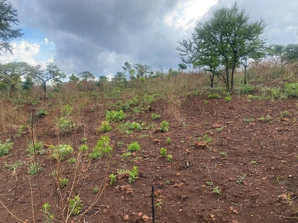 Stands & Residential Land
