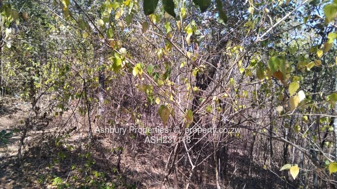 5,000 m² Glen Lorne — Sloping, Tree-lined Building Plot