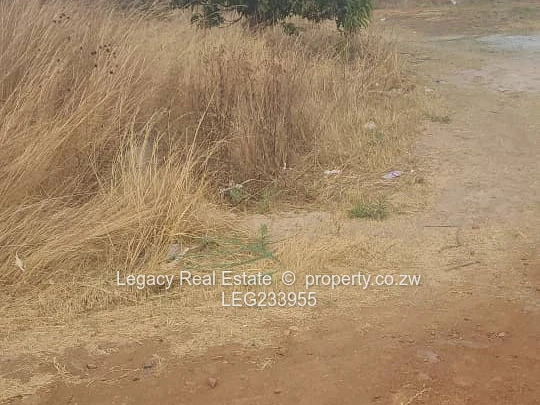 Glaudina Stand for Sale – Ready to Build