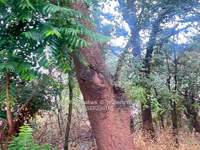 Land For Sale In Mandara