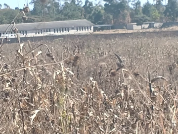 Commercial & Industrial Land