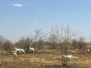 Farm & Agricultural Land