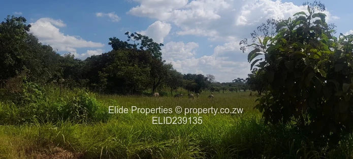 Pomona-Buckland Terrance Stand for Sale (Sole Mandate)