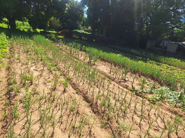 Farm & Agricultural Land