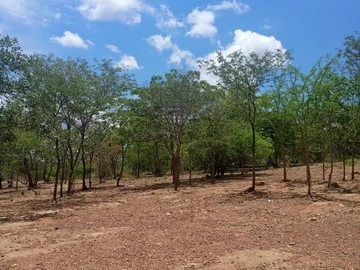 Farm & Agricultural Land