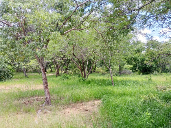 Farm & Agricultural Land