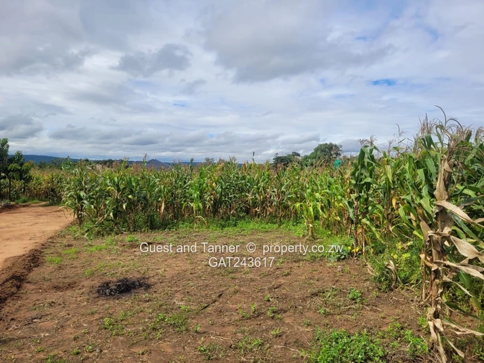 Choice of 2 Stands in Crowhill 
