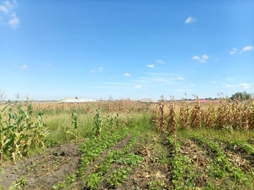 Stands & Residential Land