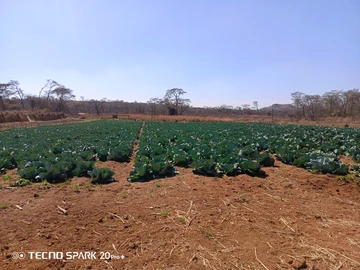 Farm & Agricultural Land