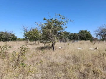 Land
