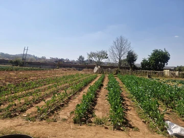 Stands & Residential Land