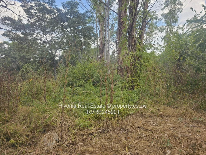 2000m² Treed Stand in Quinnington — Tarred Road Access