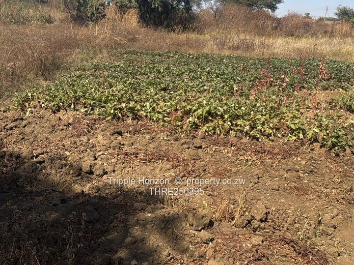Investment Opportunity! Big Land