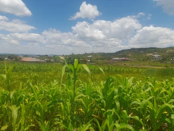 Stands & Residential Land