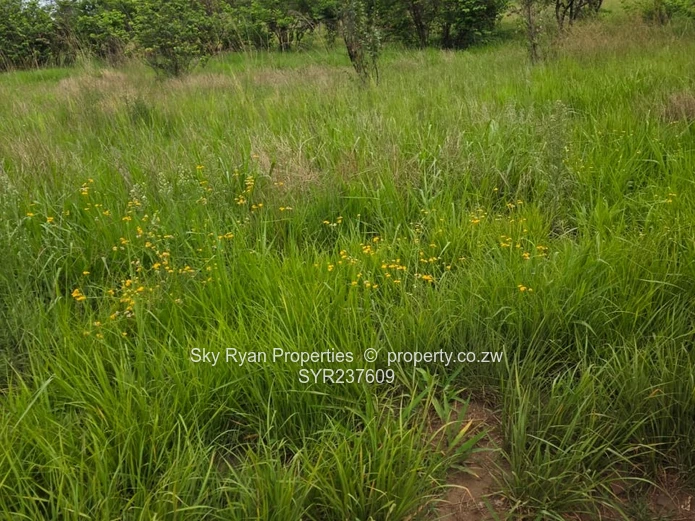 Mabelreign Stands For Sale