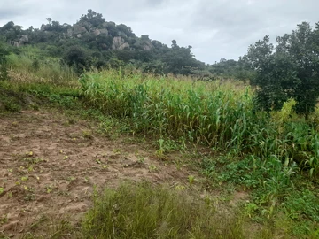 Stands & Residential Land