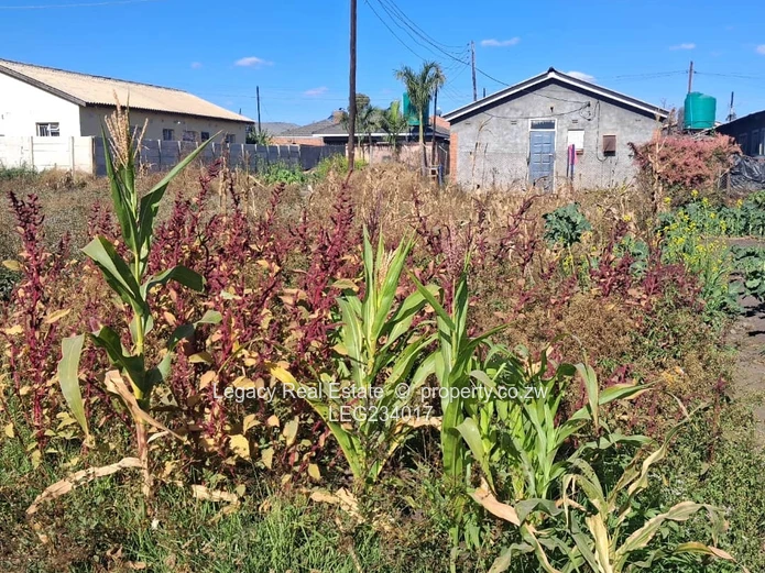 Ruwa Stands for Sale – Cranbrook Side