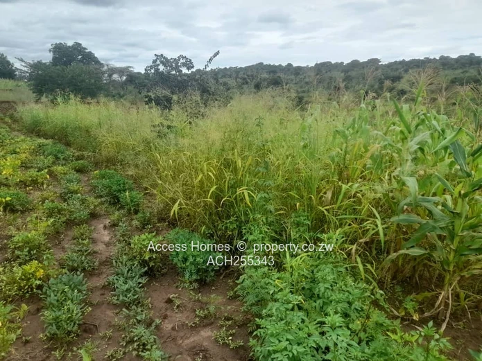 Gweru Hertfordshire Stand for sale 