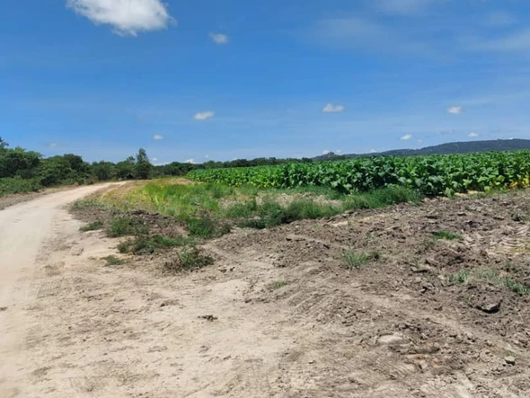 Farm & Agricultural Land