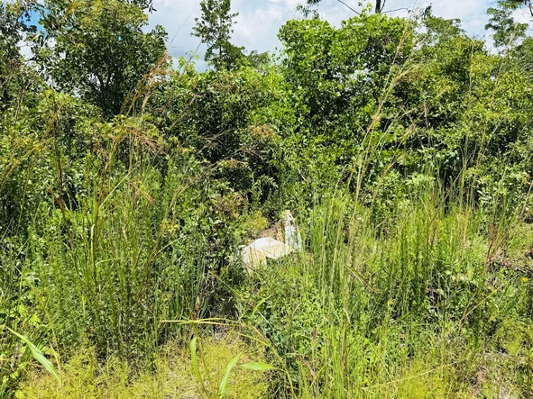 Farm & Agricultural Land