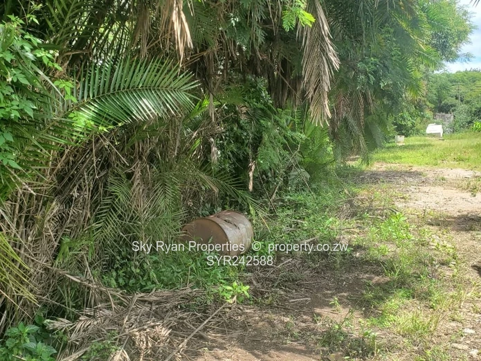 Avondale Stand For Sale