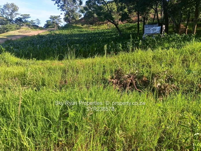 Carrick Creagh Stands  For Sale