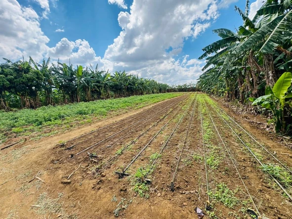 Farm & Agricultural Land