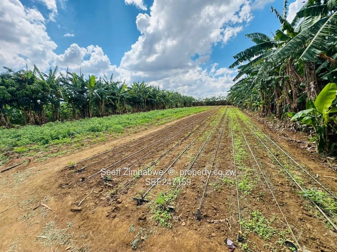 Prime Multi-Purpose Plot | Knowe, Norton
