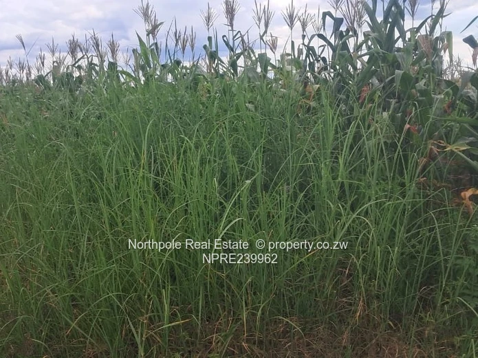 Whitecliff Stand for Sale