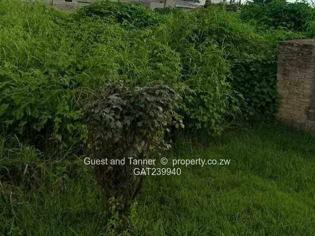 Stand for Sale in Marlborough with Title Deeds