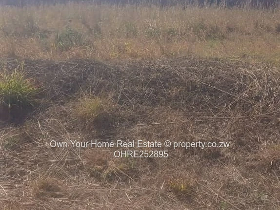 Nyeredzi Ridge stand for sale 