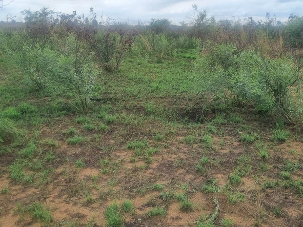 Stands & Residential Land