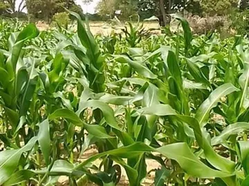 Farm & Agricultural Land