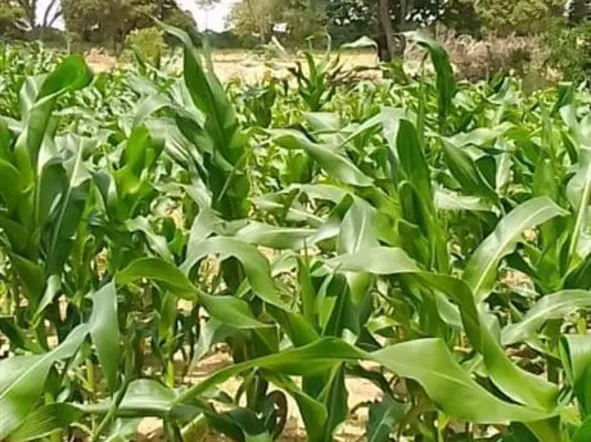 Farm & Agricultural Land