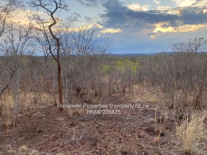 Kwekwe Msasa/ Golden Acres