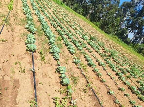 Farm & Agricultural Land