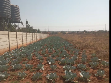 Stands & Residential Land