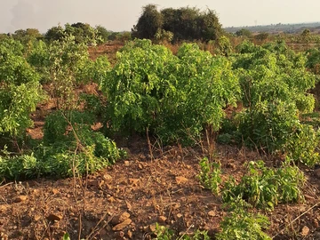 Stands & Residential Land