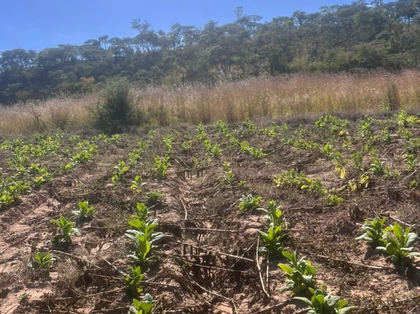 Farm & Agricultural Land