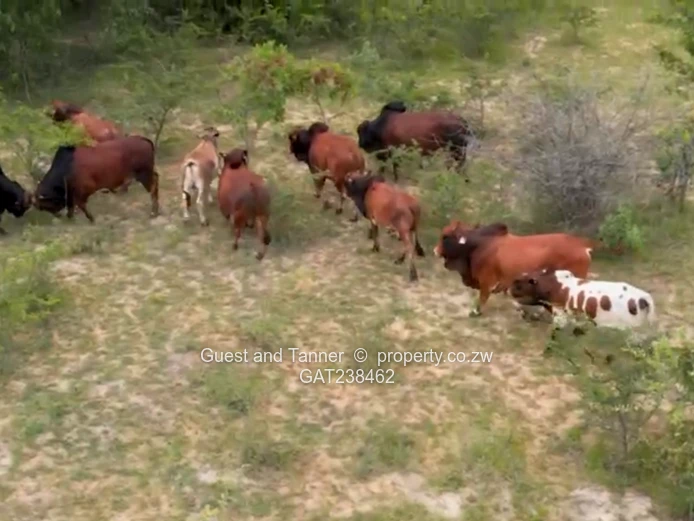 Premium 632.97ha Established Cattle Ranch for Sale – Plumtree, Zimbabwe
