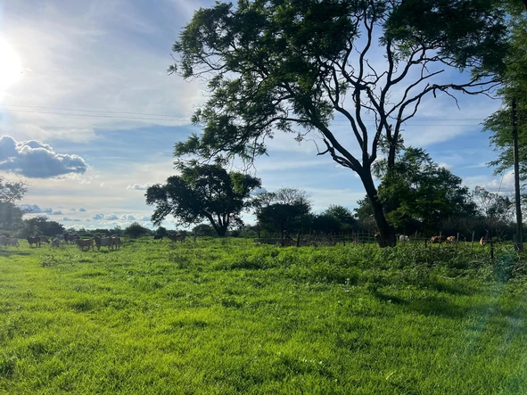 Farm & Agricultural Land