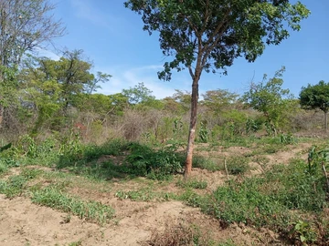 Farm & Agricultural Land