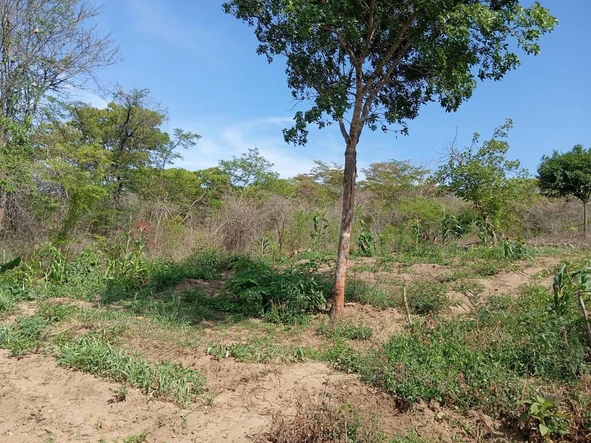 Farm & Agricultural Land