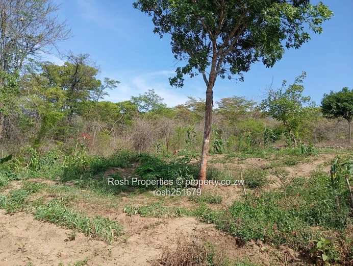 Dora-Virgin Land 5,000 sqm Plot