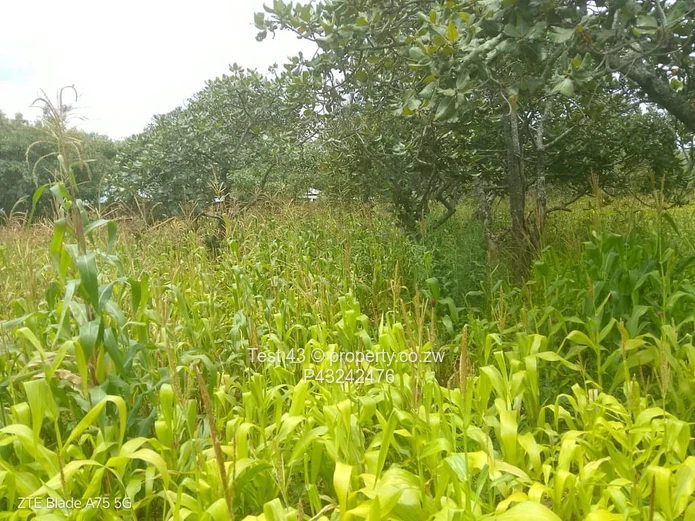 Crowhill stand for sale