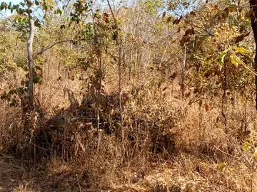 Farm & Agricultural Land