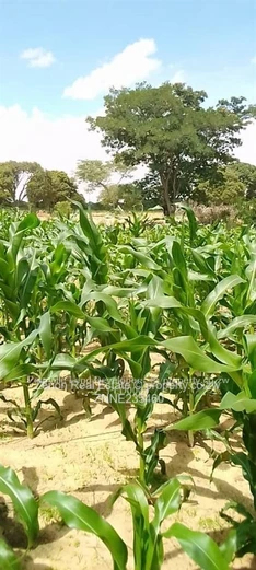 15ha plots in Mvuma , 20km from masvingo highway.immediate occupation on deposit.74k
