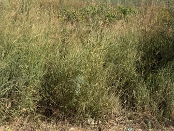 Commercial & Industrial Land